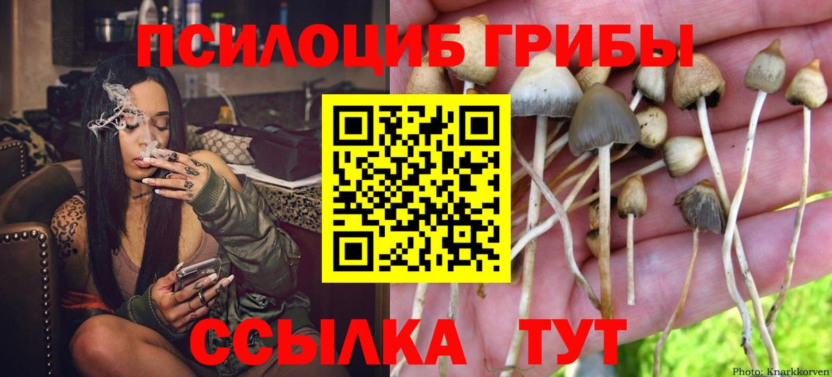 Галлюциногенные грибы Psilocybine cubensis Тихвин